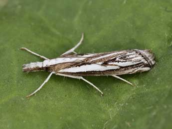 Catoptria staudingeri Z. adulte - �Lionel Taurand