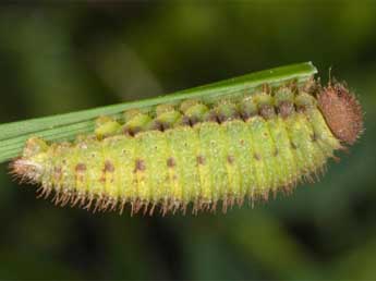  Chenille de Erebia sthennyo Grasl. - �Wolfgang Wagner, www.pyrgus.de