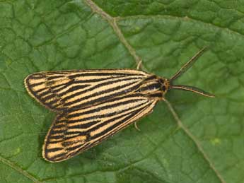 Spiris striata L. adulte - �Philippe Mothiron