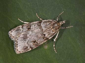 Scoparia subfusca Hw. adulte - �Philippe Mothiron