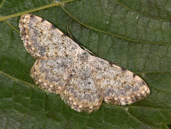 Scopula submutata Tr. adulte - �Philippe Mothiron