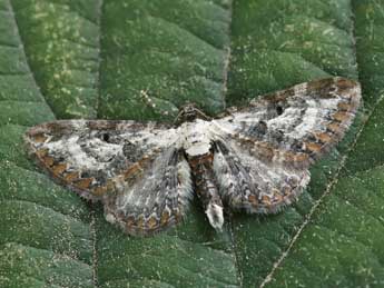 Eupithecia succenturiata L. adulte - �Lionel Taurand