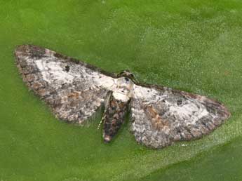 Eupithecia succenturiata L. adulte - �Philippe Mothiron