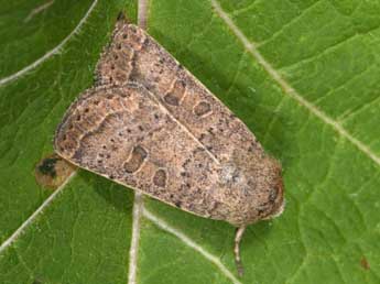 Hoplodrina superstes O. adulte - �Philippe Mothiron