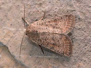 Hoplodrina superstes O. adulte - �Philippe Mothiron