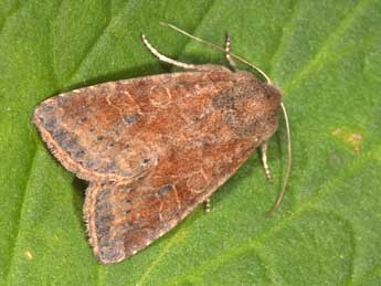 Parastichtis suspecta Hb. adulte - �Philippe Mothiron