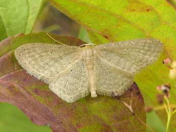 Idaea sylvestraria Hb. adulte - �Jean-Pierre Lamoline