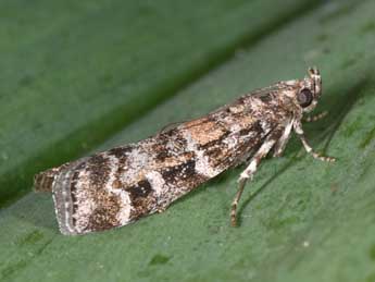 Dioryctria sylvestrella Rtzbg adulte - �Philippe Mothiron