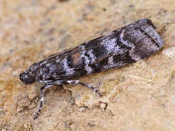 Dioryctria sylvestrella Rtzbg adulte - �Lionel Taurand