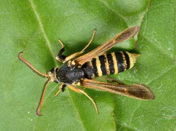 Paranthrene tabaniformis Rott. adulte - �Andr� Lantz