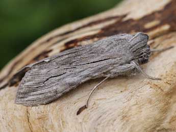 Cucullia tanaceti D. & S. adulte - �Lionel Taurand