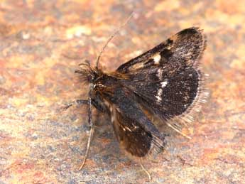 Titanio tarraconensis Ler. & Luq adulte - �Lionel Taurand