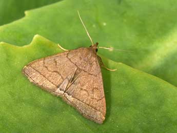 Herminia tarsipennalis Tr. adulte - �Philippe Mothiron