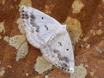 Lomographa temerata D. & S. adulte - �Lionel Taurand