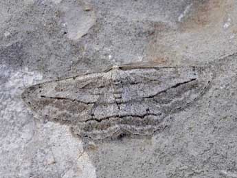 Afriberina tenietaria Stgr adulte - �Claude Colomb