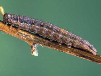  Chenille de Herminia tenuialis Rbl - �Helmut Deutsch