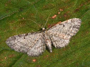 Eupithecia tenuiata Hb. adulte - �Philippe Mothiron