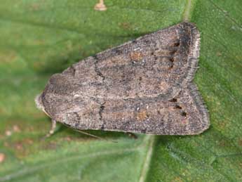 Caradrina terrea Frr adulte - �Philippe Mothiron