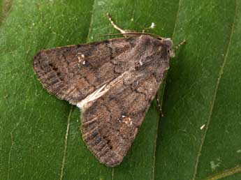 Caradrina terrea Frr adulte - �Philippe Mothiron