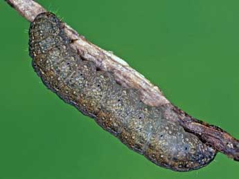  Chenille de Caradrina terrea Frr - �Helmut Deutsch