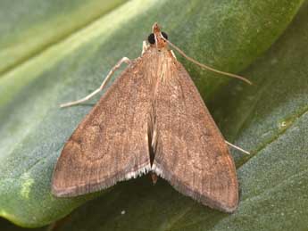 Anania terrealis Tr. adulte - �Philippe Mothiron