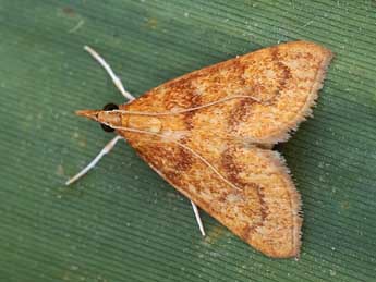 Anania testacealis Z. adulte - �Lionel Taurand