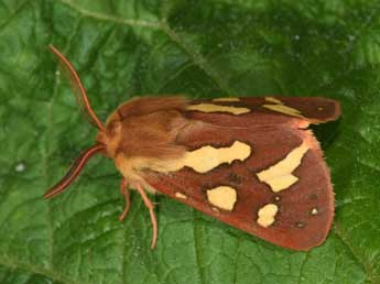 Arctia testudinaria Frc. adulte - �Philippe Mothiron