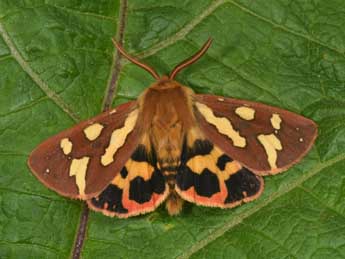 Arctia testudinaria Frc. adulte - �Philippe Mothiron