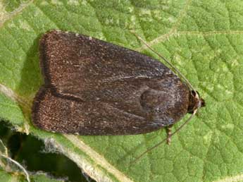 Amphipyra tetra F. adulte - �Philippe Mothiron