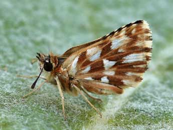 Spialia therapne Rbr adulte - �Lionel Taurand