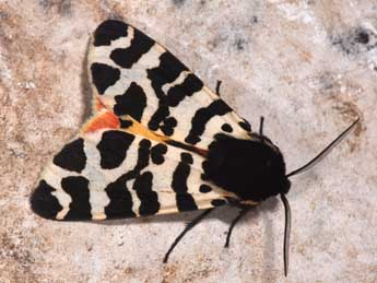 Arctia tigrina Vill. adulte - �Philippe Mothiron