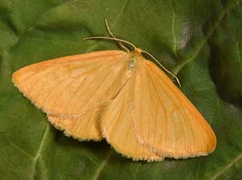 Crocota tinctaria Hb. adulte - �Philippe Mothiron