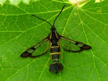 Synanthedon tipuliformis Cl. adulte - �Nelly Priol