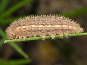  Chenille de Pyronia tithonus L. - �Wolfgang Wagner, www.pyrgus.de