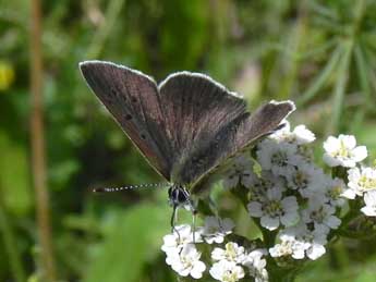 Lycaena tityrus Poda adulte - �Philippe Mothiron