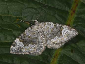 Coenotephria tophaceata D. & S. adulte - �Philippe Mothiron