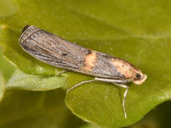 Oxybia transversella Dup. adulte - �Philippe Mothiron