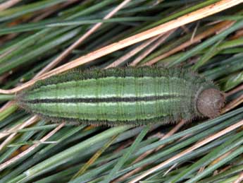  Chenille de Erebia triarius Prun. - �Wolfgang Wagner, www.pyrgus.de