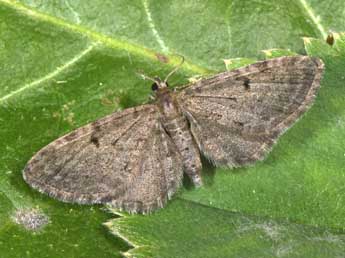 Eupithecia trisignaria H.-S. adulte - �Philippe Mothiron