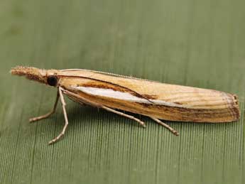 Agriphila tristella D. & S. adulte - �Lionel Taurand