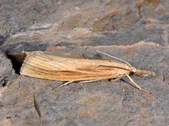 Agriphila tristella D. & S. adulte - �Philippe Mothiron