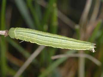  Chenille de Coenonympha tullia M�ller - �Wolfgang Wagner, www.pyrgus.de