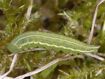  Chenille de Coenonympha tullia M�ller - �Wolfgang Wagner, www.pyrgus.de