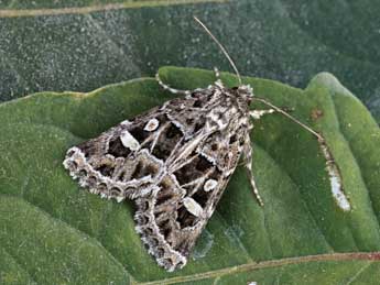 Leucochlaena turatii Schaw. adulte - �Lionel Taurand