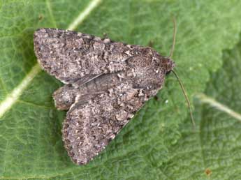 Sideridis turbida Esp. adulte - �Philippe Mothiron