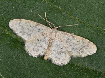 Idaea typicata Gn. adulte - �Philippe Mothiron