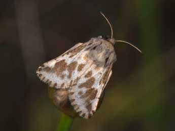 Dyspessa ulula Bkh. adulte - �Philippe Mothiron