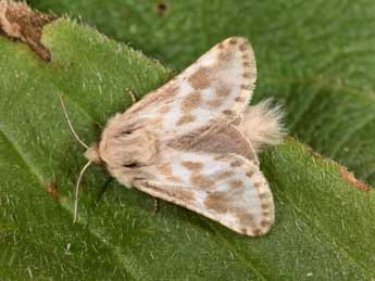 Dyspessa ulula Bkh. adulte - �Philippe Mothiron