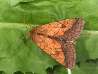 Pyrrhia umbra Hfn. adulte - �Philippe Mothiron