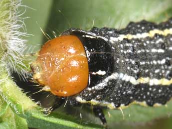  Chenille de Pyrrhia umbra Hfn. - �Philippe Mothiron